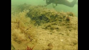 Hutan bawah laut di Norfolk