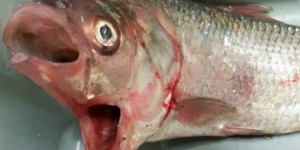 ikan bermulut dua