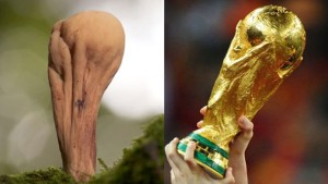 jamur berbentuk trofi piala dunia