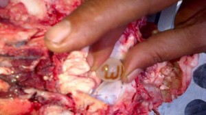 batu cincin lafaz Allah