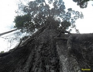 Pohon-raksasa