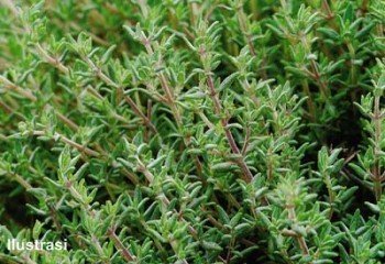 Daun Thyme, Herbal Kaya Manfaat