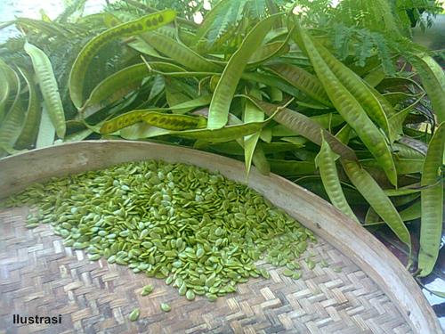 Inovasi Tempe Dari Biji Lamtoro