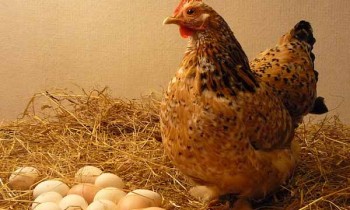 Teka-Teki Mana Lebih Dulu, Ayam atau Telur Kini Terjawab!